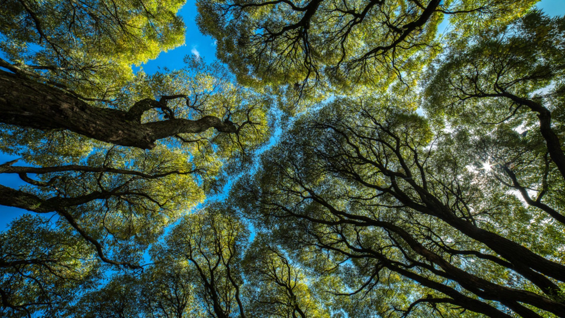 Taç utangaçlığı ne demek?