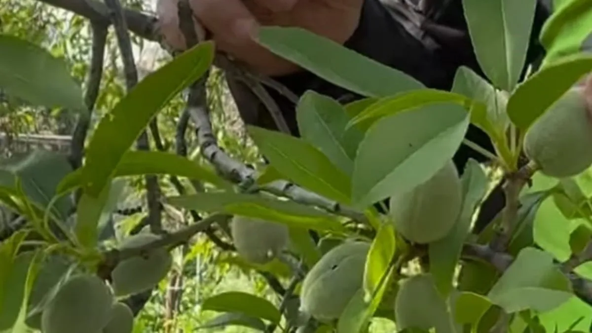 Datça’da çağla bademi 700 TL’den tezgahta yerini aldı